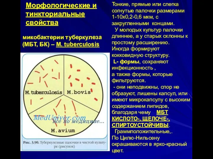 Морфологические и тинкториальные свойства микобактерии туберкулеза (МБТ, БК) – M. tuberculosis
