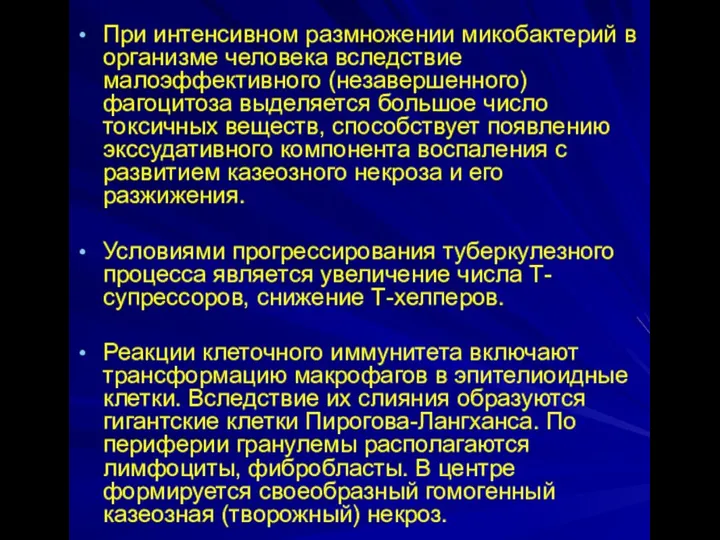 При интенсивном размножении микобактерий в организме человека вследствие малоэффективного (незавершенного) фагоцитоза