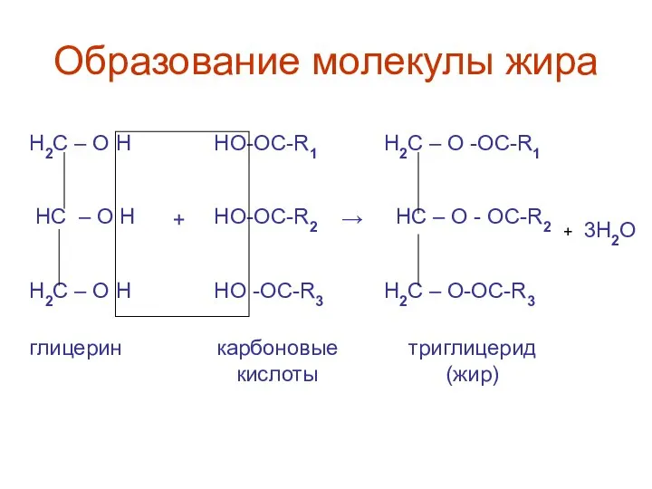 Образование молекулы жира Н2С – О Н HC – O H