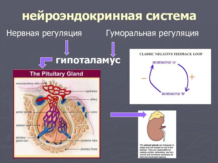 нейроэндокринная система гипоталамус Нервная регуляция Гуморальная регуляция