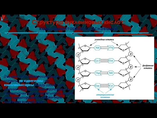 Структура нуклеиновых кислот: комплементарность оснований Две цепи ДНК, образующие двойную спираль,