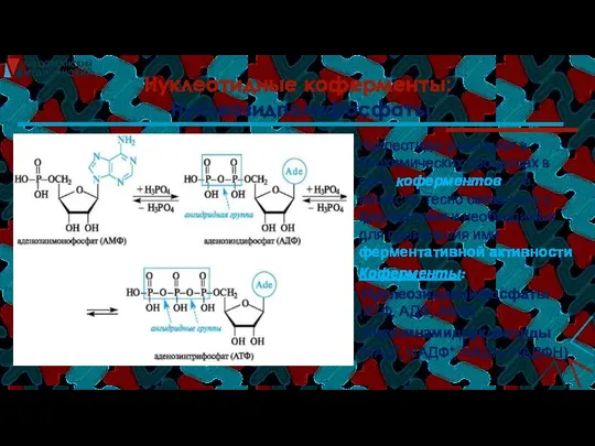 Нуклеотидные коферменты: Нуклеозидполифосфаты Нуклеотиды участвуют в биохимических процессах в роли коферментов,