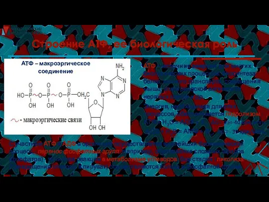 Строение АТФ, ее биологическая роль АТФ – макроэргическое соединение Энергия, необходимая