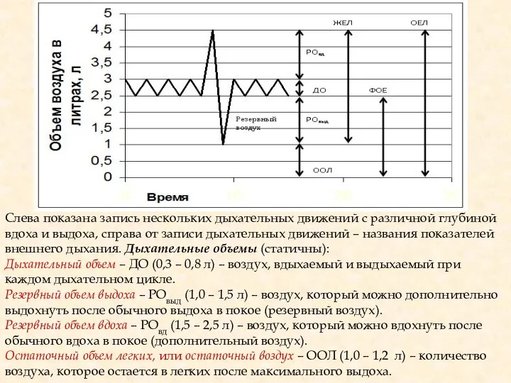 Слева показана запись нескольких дыхательных движений с различной глубиной вдоха и