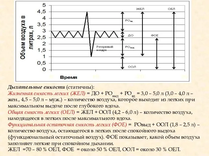 Дыхательные емкости (статичны): Жизненная емкость легких (ЖЕЛ) = ДО + РОвыд