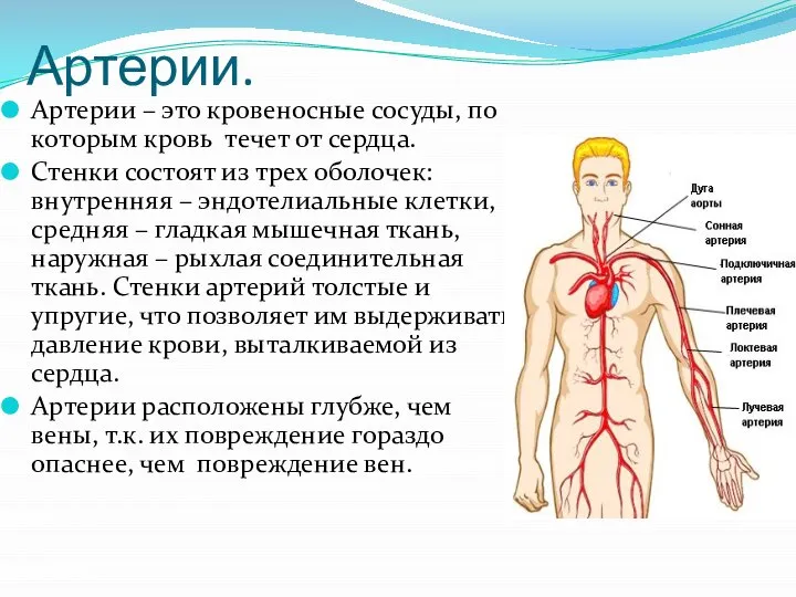Артерии. Артерии – это кровеносные сосуды, по которым кровь течет от