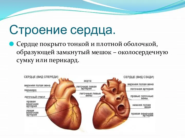 Строение сердца. Сердце покрыто тонкой и плотной оболочкой, образующей замкнутый мешок – околосердечную сумку или перикард.