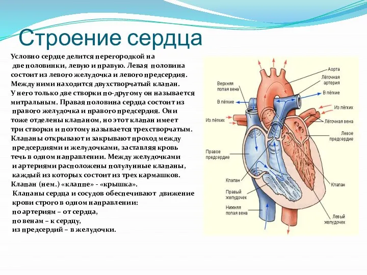 Строение сердца Условно сердце делится перегородкой на две половинки, левую и