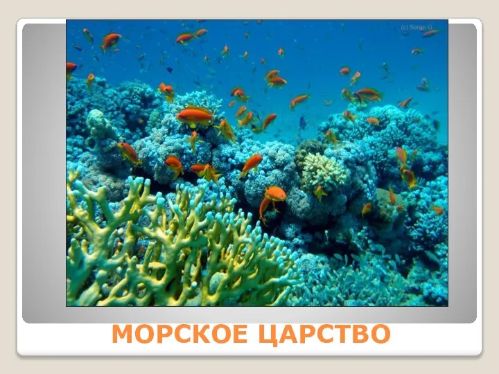 МОРСКОЕ ЦАРСТВО