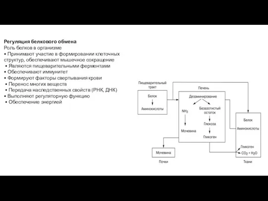 Регуляция белкового обмена Роль белков в организме • Принимают участие в