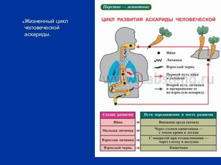 Жизненный цикл человеческой аскариды.