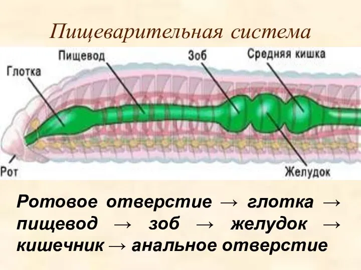 Пищеварительная система Ротовое отверстие → глотка → пищевод → зоб →