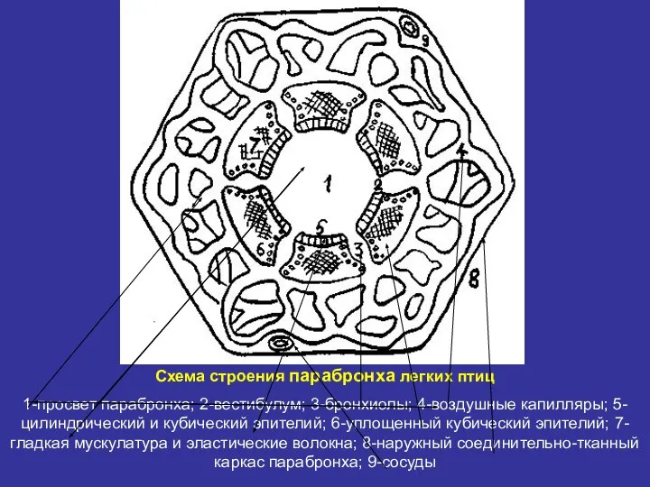 Схема строения парабронха легких птиц 1-просвет парабронха; 2-вестибулум; 3-бронхиолы; 4-воздушные капилляры;