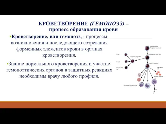 Кроветворение, или гемопоэз, - процессы возникновения и последующего созревания форменных элементов