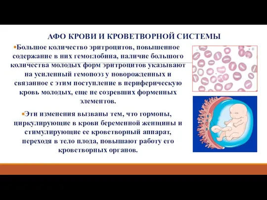 АФО КРОВИ И КРОВЕТВОРНОЙ СИСТЕМЫ Большое количество эритроцитов, повышенное содержание в