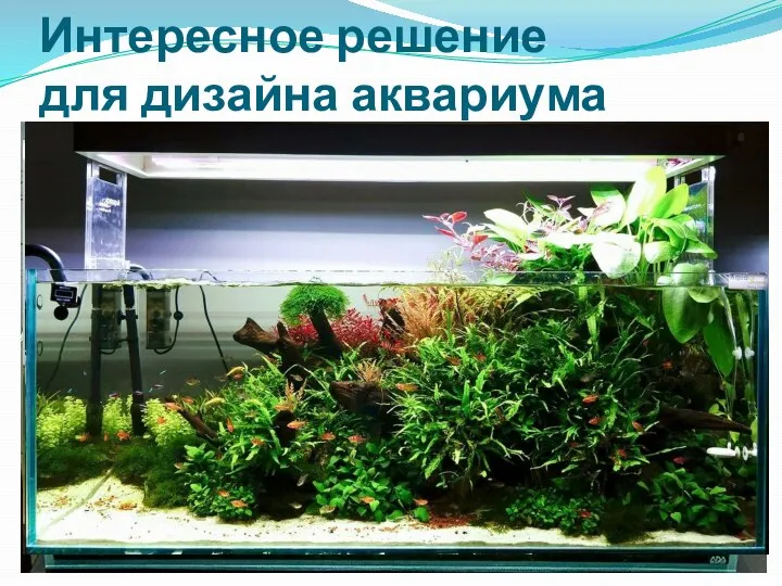 Интересное решение для дизайна аквариума