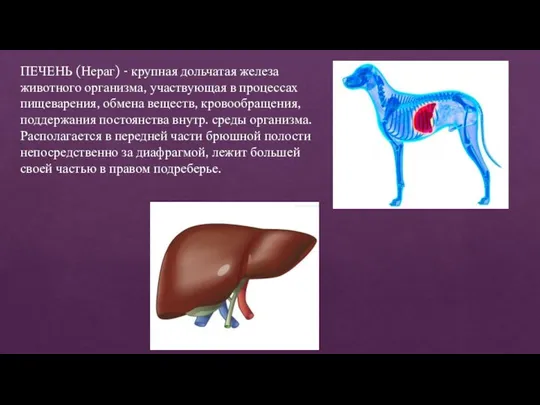 ПЕЧЕНЬ (Нераг) - крупная дольчатая железа животного организма, участвующая в процессах