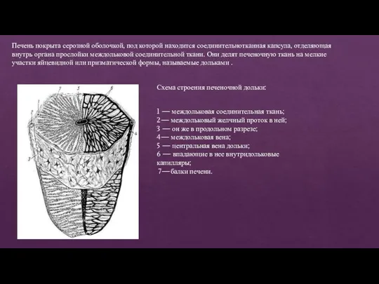 Схема строения печеночной дольки: Печень покрыта серозной оболочкой, под которой находится