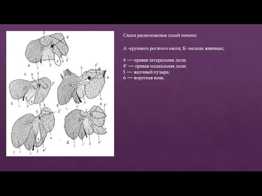 А -крупного рогатого окота; Б -мелких жвачных; 4 — правая латеральная