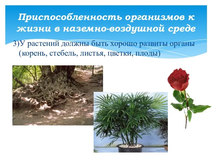 3)У растений должны быть хорошо развиты органы (корень, стебель, листья, цветки,