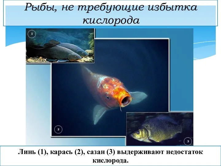 Рыбы, не требующие избытка кислорода Линь (1), карась (2), сазан (3) выдерживают недостаток кислорода.