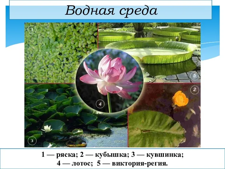 Водная среда 1 — ряска; 2 — кубышка; 3 — кувшинка;