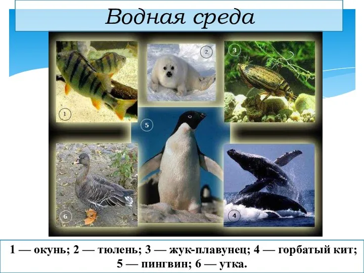 1 — окунь; 2 — тюлень; 3 — жук-плавунец; 4 —