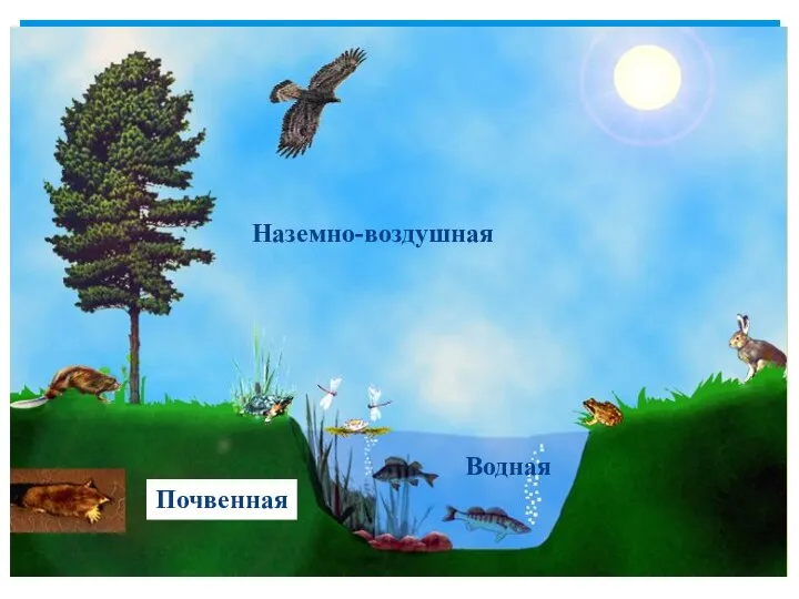 Наземно-воздушная Водная Почвенная