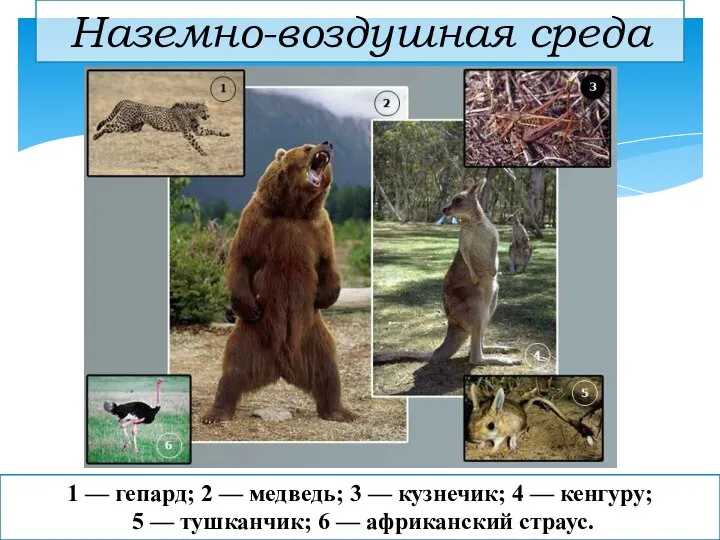 Наземно-воздушная среда 1 — гепард; 2 — медведь; 3 — кузнечик;