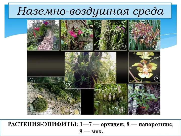 Наземно-воздушная среда РАСТЕНИЯ-ЭПИФИТЫ: 1—7 — орхидеи; 8 — папоротник; 9 — мох.