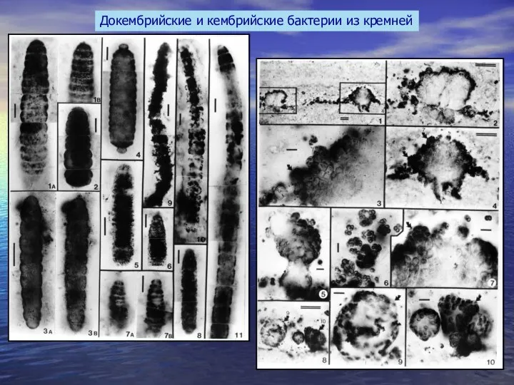 Докембрийские и кембрийские бактерии из кремней