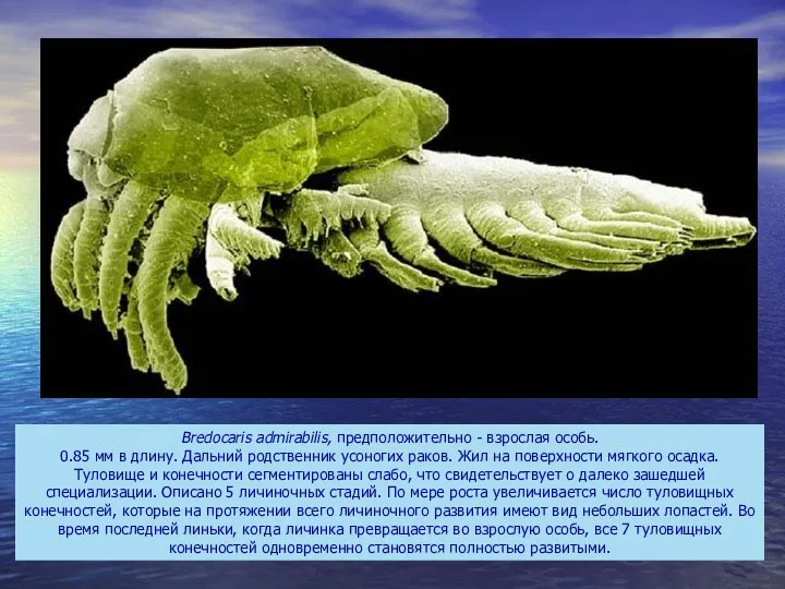 Bredocaris admirabilis, предположительно - взрослая особь. 0.85 мм в длину. Дальний