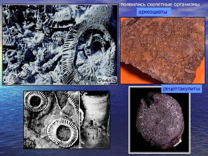 появились скелетные организмы археоциаты рецептакулиты