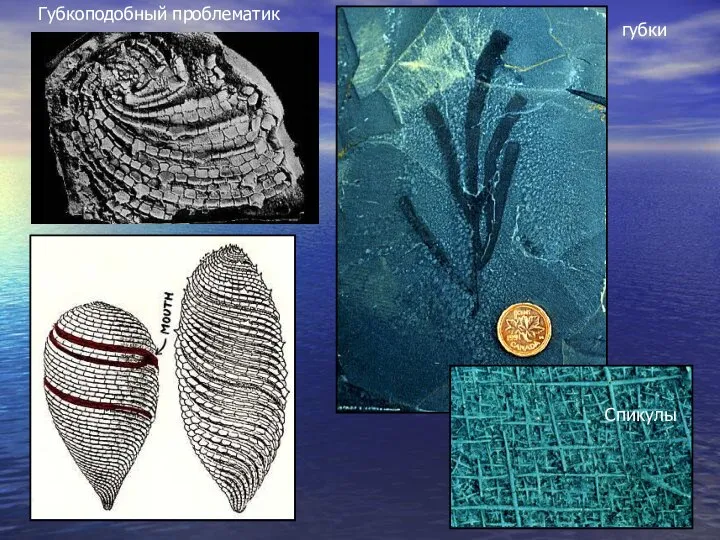 Губкоподобный проблематик губки Спикулы
