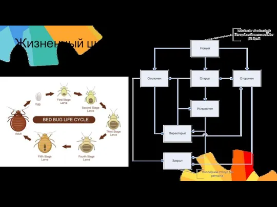 Жизненный цикл бага