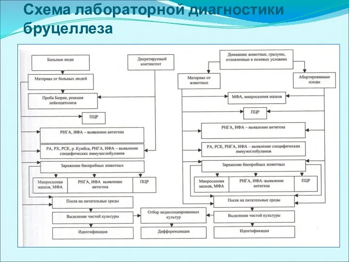 Схема лабораторной диагностики бруцеллеза