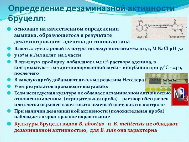 Определение дезаминазной активности бруцелл: основано на качественном определении аммиака, образующегося в