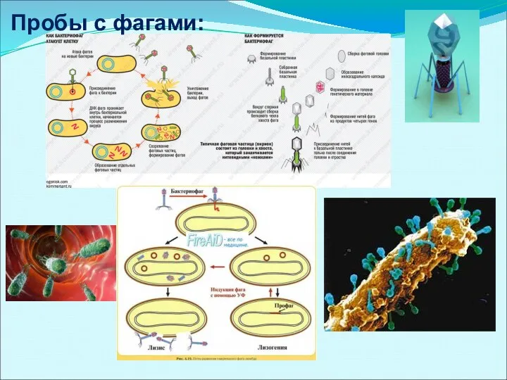 Пробы с фагами: