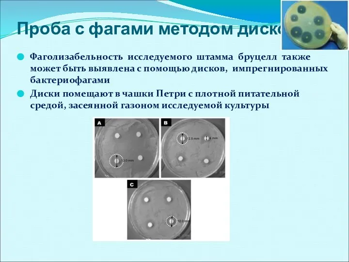 Проба с фагами методом дисков: Фаголизабельность исследуемого штамма бруцелл также может