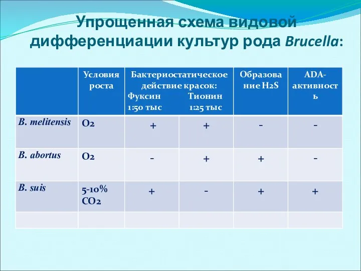 Упрощенная схема видовой дифференциации культур рода Brucella: