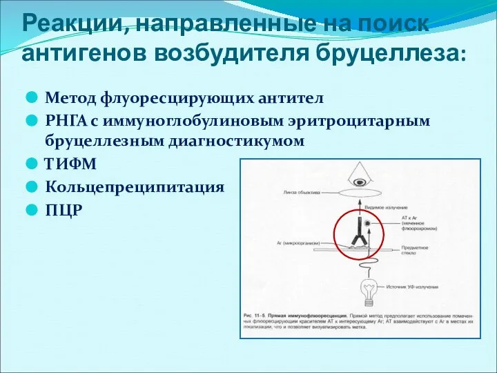 Реакции, направленные на поиск антигенов возбудителя бруцеллеза: Метод флуоресцирующих антител РНГА