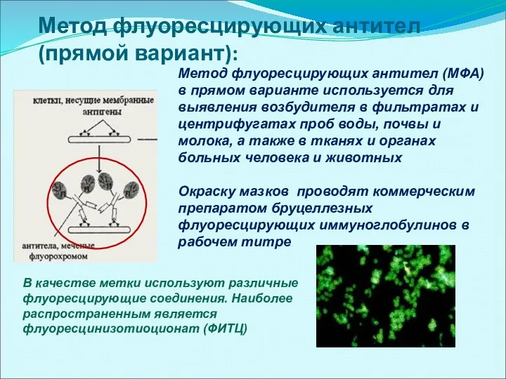 Метод флуоресцирующих антител (прямой вариант): Метод флуоресцирующих антител (МФА) в прямом