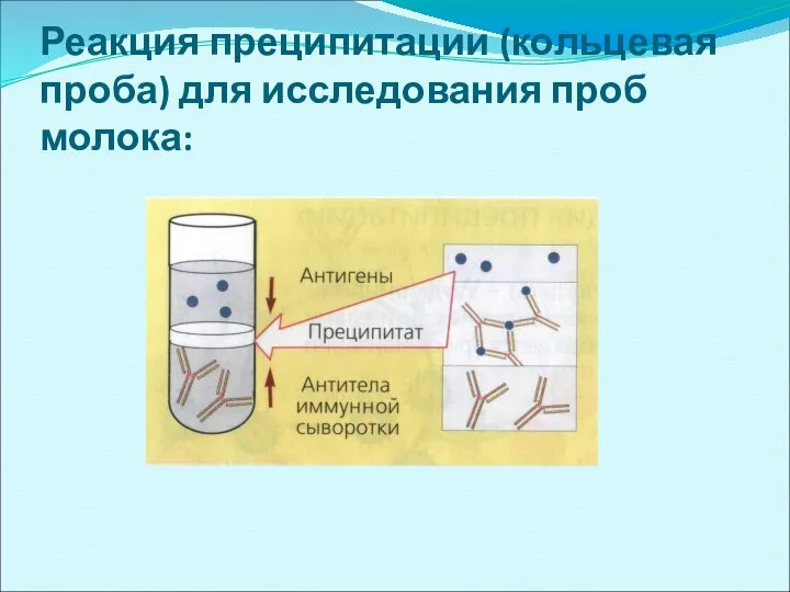 Реакция преципитации (кольцевая проба) для исследования проб молока: