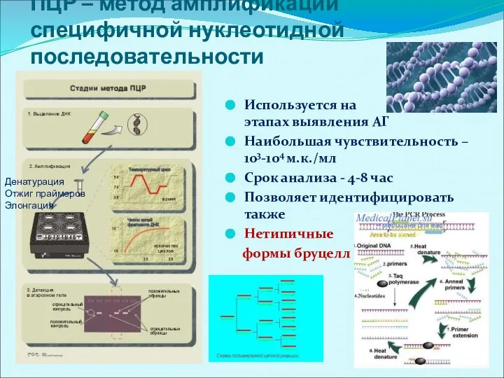 ПЦР – метод амплификации специфичной нуклеотидной последовательности Используется на этапах выявления