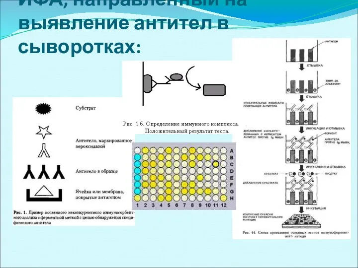 ИФА, направленный на выявление антител в сыворотках: