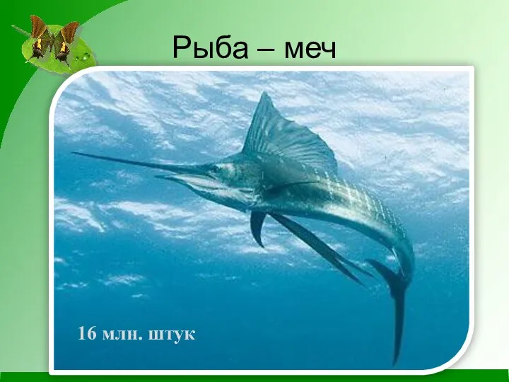 Рыба – меч 16 млн. штук