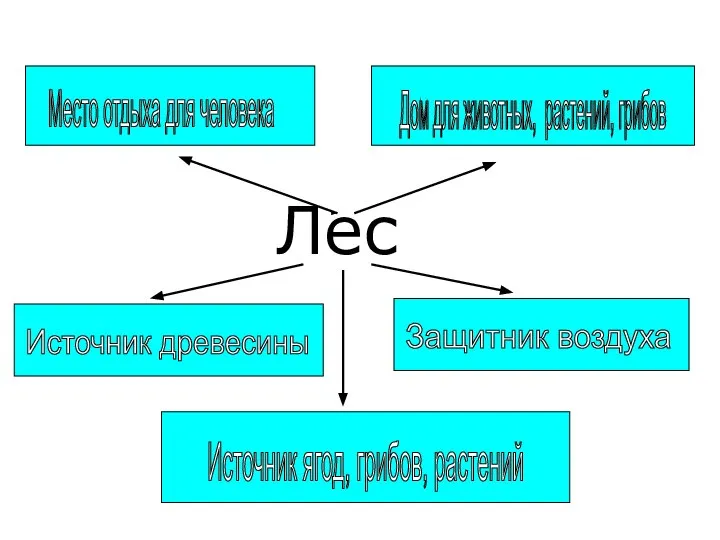 Лес Источник древесины Дом для животных, растений, грибов Место отдыха для