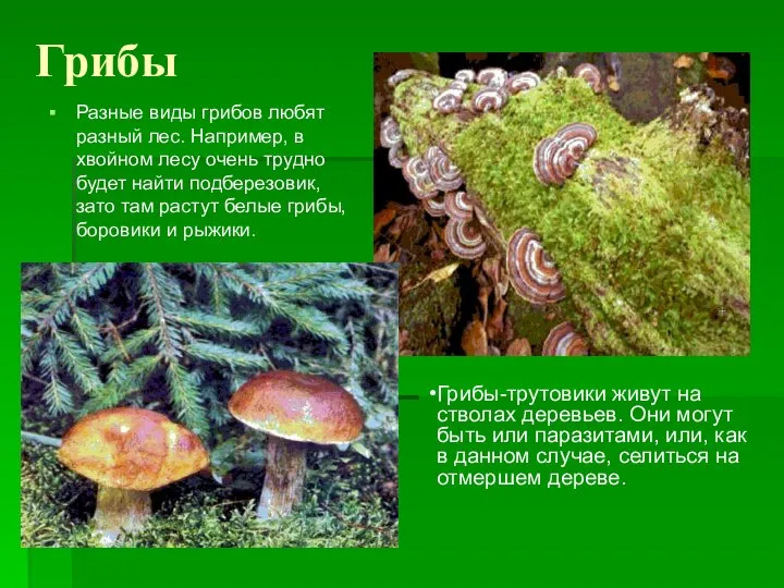 Грибы Разные виды грибов любят разный лес. Например, в хвойном лесу