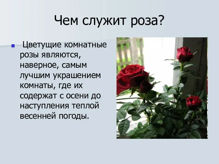 Чем служит роза? Цветущие комнатные розы являются, наверное, самым лучшим украшением