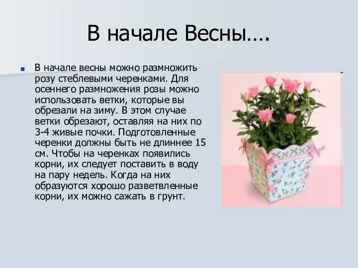 В начале Весны…. В начале весны можно размножить розу стеблевыми черенками.